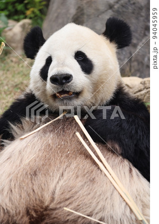 パンダ 94045959