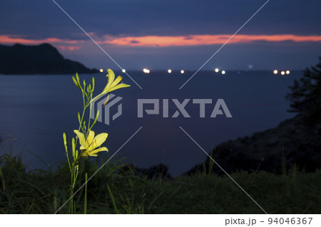 ユウスゲ 94046367