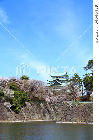 満開の桜と名古屋城の風景 94046429