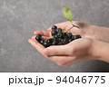 Black Chokeberry Berries Aronia Melanocarpa in Hands 94046775