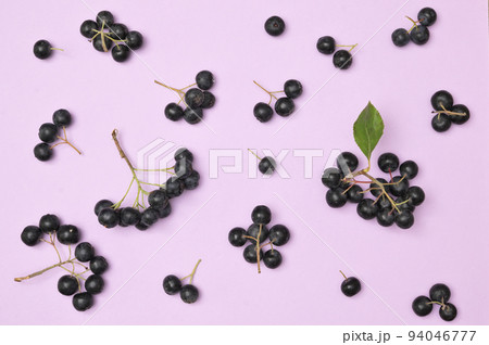 Closeup Black Chokeberry Berries Aronia Melanocarpa 94046777