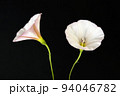 Bindweed Flowers, Convolvulus Arvensis in Studio 94046782