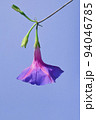 Purple Morning Glory Flower. Ipomoea purpurea 94046785