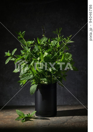 Fresh Green Mint in Black Tin Can 94046786