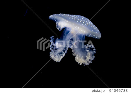 写真　暗闇に浮かぶタコクラゲの仲間 94046788