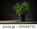 Fresh Green Mint in Black Tin Can 94046791