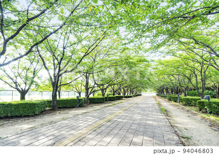 柏の葉公園 94046803