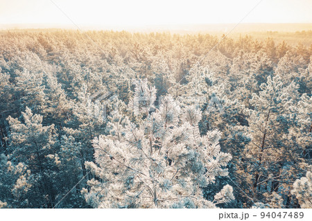 Aerial view of sunset sunrise sunshine in sunny winter snowy coniferous forest. Drone view of european woods at wintertime. Sunlight through woods in winter forest landscape 94047489