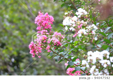 白とピンク色のサルスベリ（花と実）　　 94047592