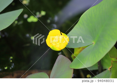 黄色い河骨（コウホネ）の花　 94048031