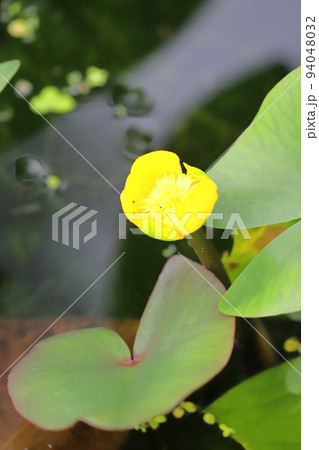 黄色い河骨（コウホネ）の花　 94048032