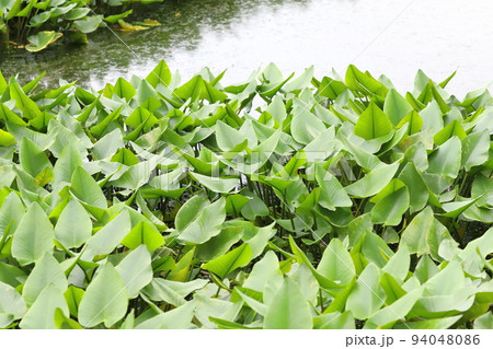 河骨（コウホネ）の花　 94048086