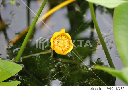 黄色からオレンジ色に変化する河骨（コウホネ）の花　 94048382