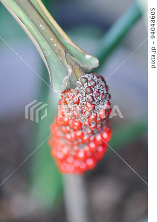Anthurium Renaissance seed ,seed or red seed Anthurium Renaissance seed ,seed or red seed 94048605
