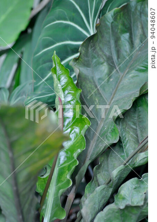 Anthurium Renaissance or Anthurium Renaissance leaf ,leaves Anthurium Renaissance or Anthurium Renaissance leaf ,leaves 94048607