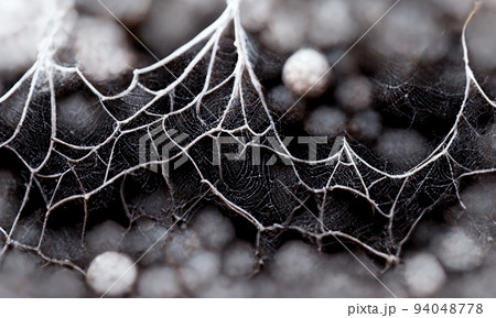 spider web wallpaper 3d