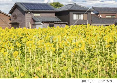 ひまわりの裏側 94049791