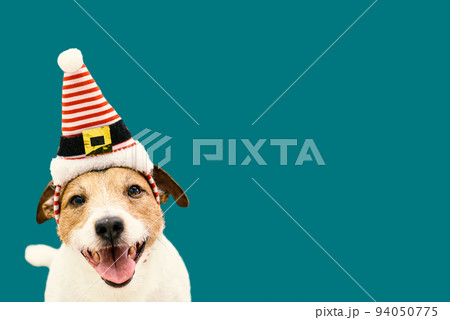 Funny happy dog wearing Elf's hat. Christmas and New Year background Funny happy dog wearing Elf's hat. Christmas and New Year background 94050775