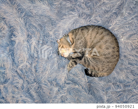 Gray cat sleeping on fluffy blanket. Funny animal at rest. 94050921