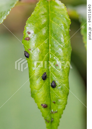 Green cherry leaf with black cherry aphids. 94051640
