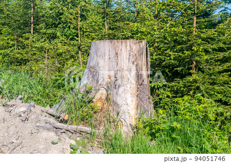 View on old tree stump in the grass in the coniferous forest. View on old tree stump in the grass in the coniferous forest. 94051746