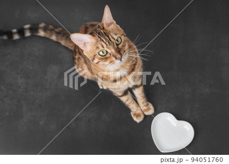 A hungry cat near an empty bowl asks to be fed. A hungry cat near an empty bowl asks to be fed. 94051760