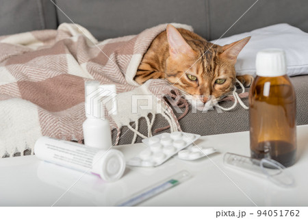 A sick cat lies on the couch, wrapped in a blanket. Bengal cat with flu or cold symptoms being treated at home. A sick cat lies on the couch, wrapped in a blanket. Bengal cat with flu or cold symptoms being treated at home. 94051762