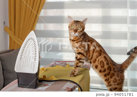 Red cat at home ironing a T-shirt on an ironing board. Red cat at home ironing a T-shirt on an ironing board. 94051781