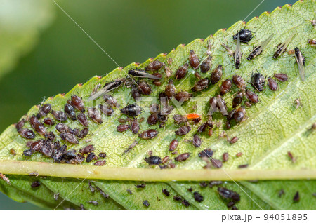 Macro photo of aphids on a leaf of a tree. Macro photo of aphids on a leaf of a tree. 94051895