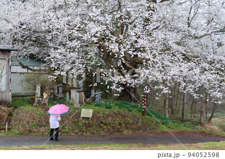 桜を眺める人（立屋の桜　長野県 小川村） 94052598