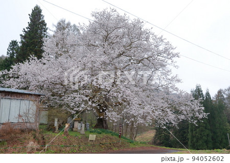 樹齢350年のエドヒガン桜（立屋の桜　長野県 小川村） 94052602