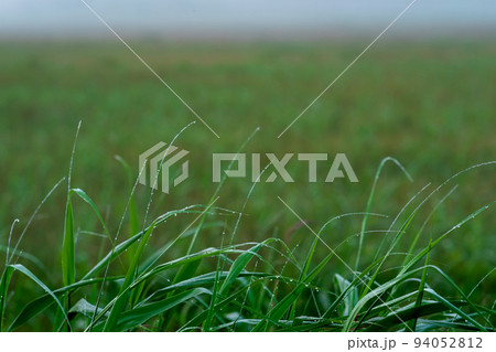 blades of grass with dew drops on the background of a blurry foggy morning meadow 94052812