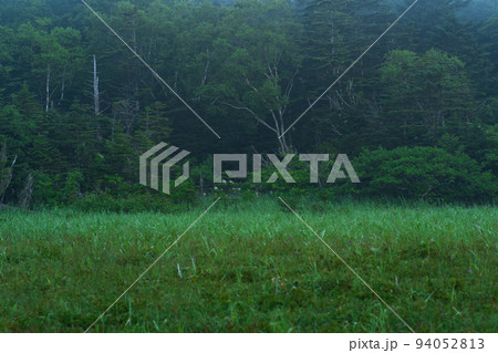 twilight morning forest edge in the fog, natural landscape 94052813