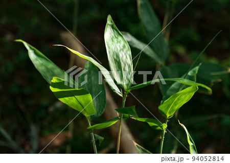 fresh leaves of young broad-leaf bamboo sasa fresh leaves of young broad-leaf bamboo sasa 94052814