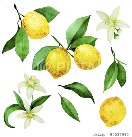watercolor drawing. set of bouquets, compositions with lemons. flowers, leaves and fruits of lemon. vintage design 94052950
