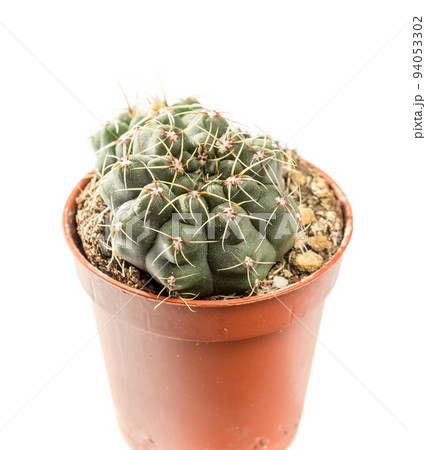 Gymnocalycium Gymnocalycium 94053302