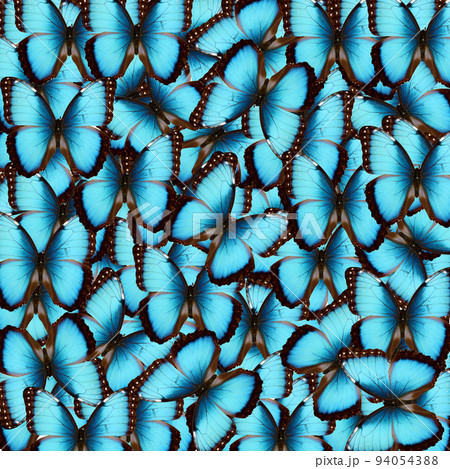 Exotic background many blue butterflies, iridescent blue wings morpho unusual texture, original pattern 94054388
