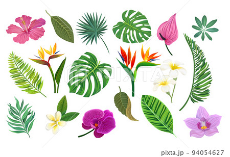 Tropical Plants with Fern Leaf, Monstera and Lush Flowers as Exotic Foliage and Flora Big Vector Set 94054627