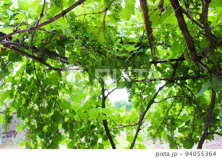 Bunches of grapes. Green grapes with leaves hanging down from the top and sides around in the bright sun on the background of the forest and blue sky. Fruit berry summer landscape. Beautiful nature 94055364