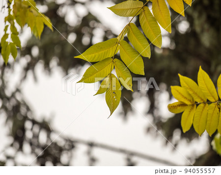 Yellow autumn leaves of Juglans mandshurica, Manchurian walnut. Autumn leaf color 94055557