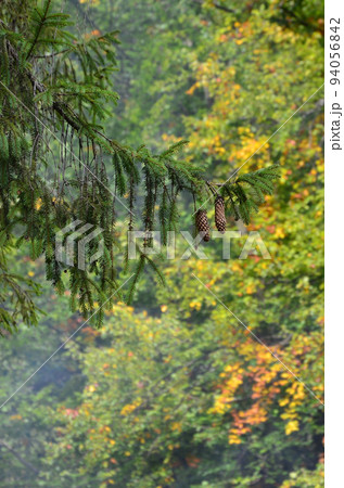Branch of European spruce with a pair of cones against the background of a misty coniferous forest 94056842