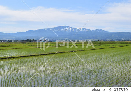 田園風景 日本有数の米どころ 山形県庄内 94057350