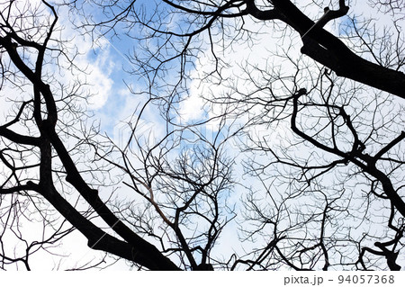 Dead branches tree silhouette with blue sky and cloud 94057368