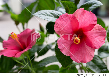 Hibiscus flower in the garden 94057611