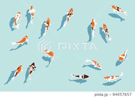 色々な錦鯉のイラスト 色々な錦鯉のイラスト 94057657