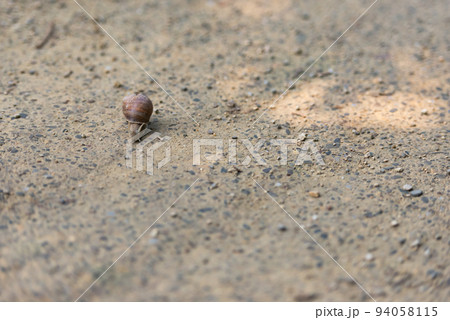 Grape snail on the old road Grape snail on the old road 94058115