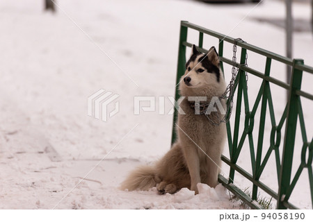 The dog is waiting for its owner The dog is waiting for its owner 94058190