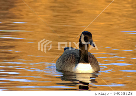 beautiful goose on lake in sunny day during summer, with orange reflexion on pond, nature series in the park birmingham uk 94058228