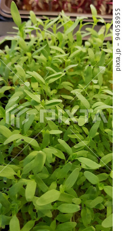Stellaria media or Common chickweed or little mouse ear chickweed  is an annual flowering plants in the carnation family Caryophllaceae.It is grown as a vegetable crop and ground cover for both human  94058955