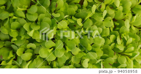 Stellaria media or Common chickweed or little mouse ear chickweed is an annual flowering plants in the carnation family Caryophllaceae.It is grown as a vegetable crop and ground cover for both human Stellaria media or Common chickweed or little mouse ear chickweed is an annual flowering plants in the carnation family Caryophllaceae.It is grown as a vegetable crop and ground cover for both human 94058958
